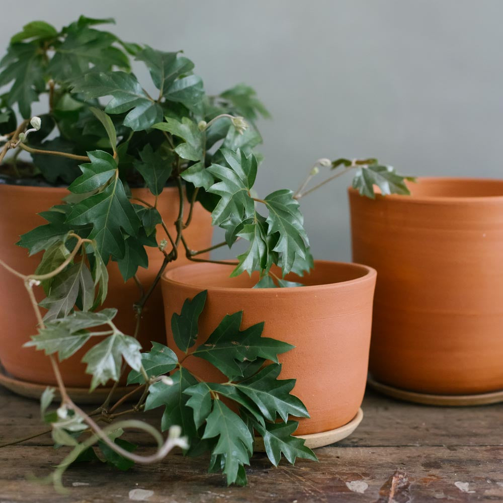 Pots & Planters – Leaf and Thread