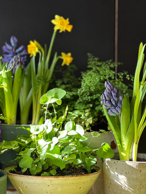 Sculptural Planter Version 1