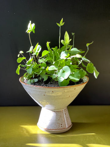 Sculptural Planter Version 1