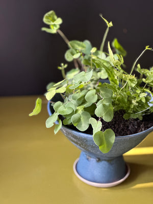 Sculptural Planter Version 1